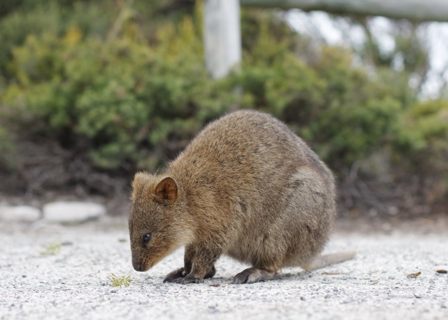 Quokka At Rottnest