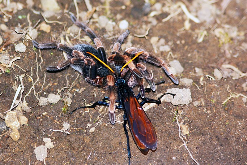 A Turantula hawk preparing a Tarantula for reproduction
