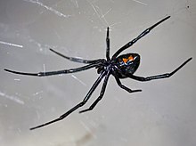 A black widow spider hanging from its web belly up