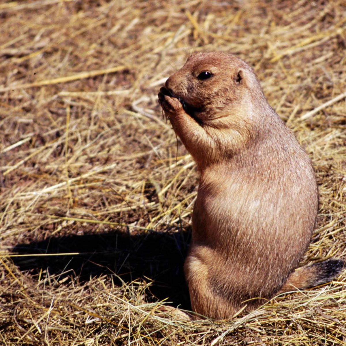 A Prarie Dog