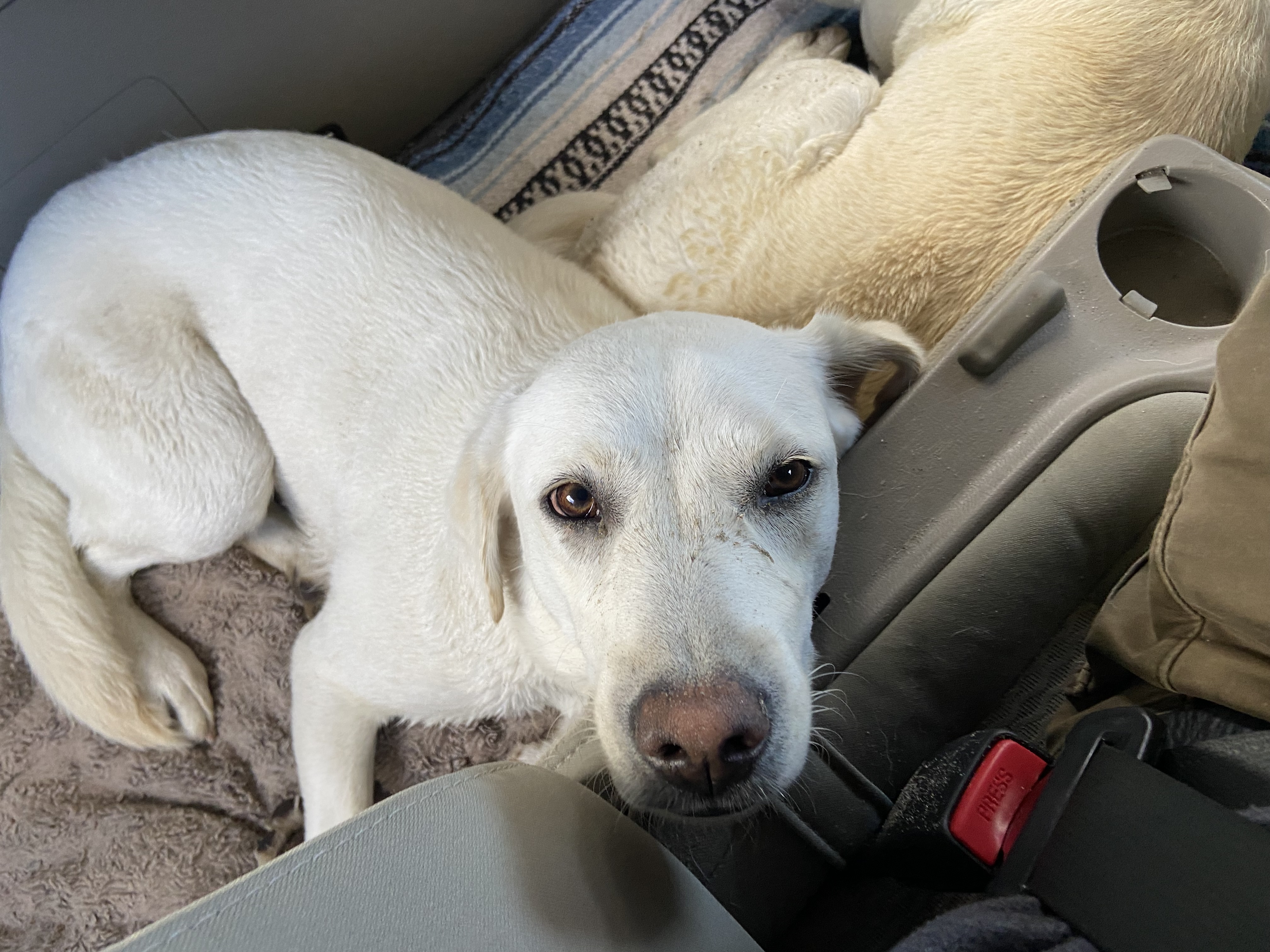 A Yellow Lab in her natural habitat
