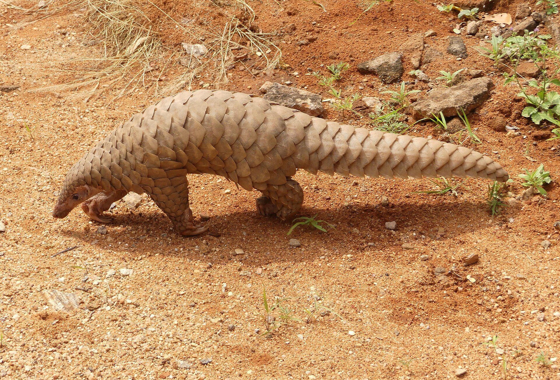 A pangolin walking over gravel