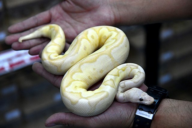 A ball python in a humans' hands