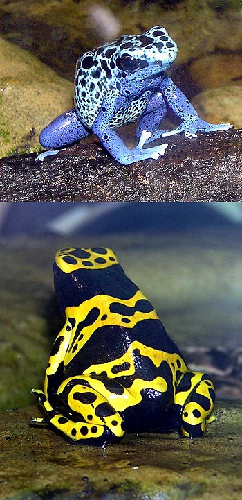 2 cute Poison Dart Frogs one blue black the other yellow black
