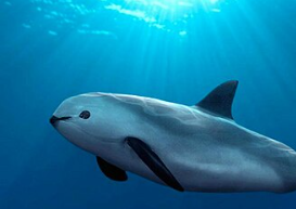 A Vaquita