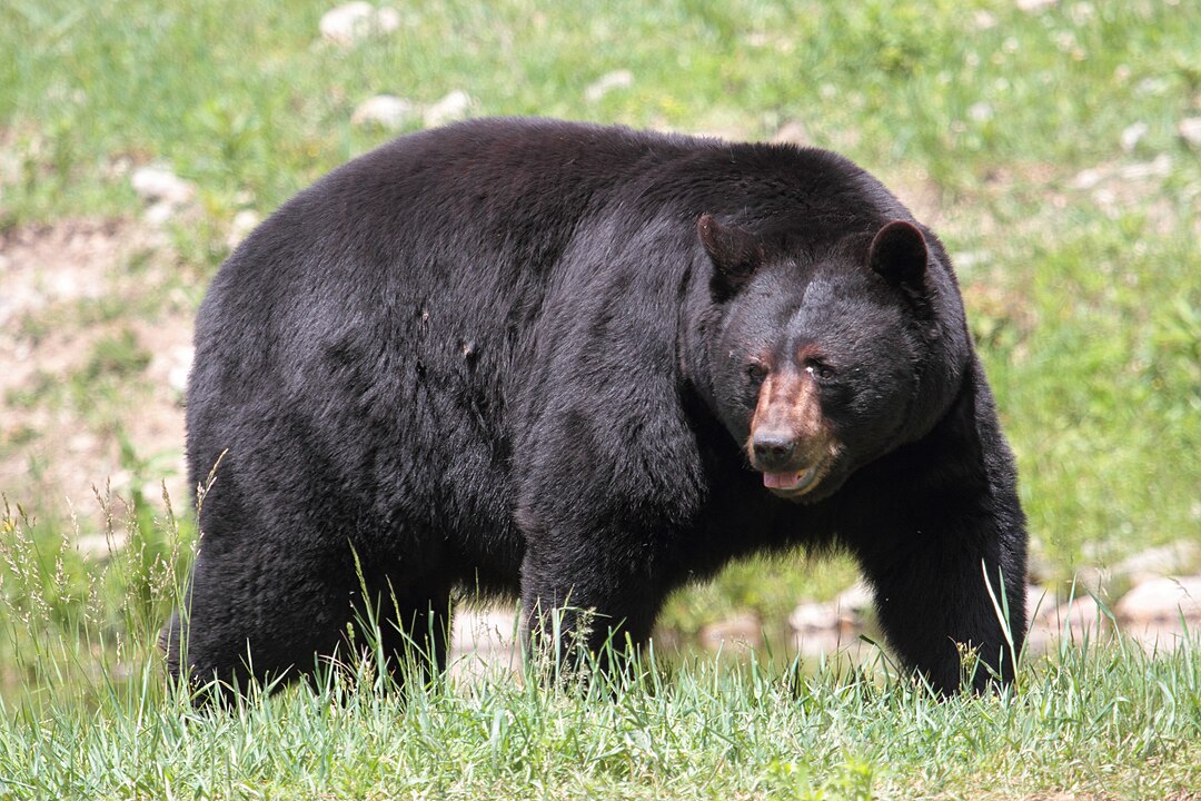 An American Bear