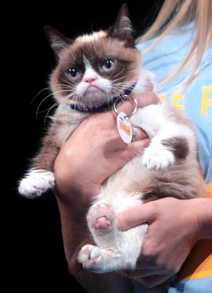 the all famous grumpy cat