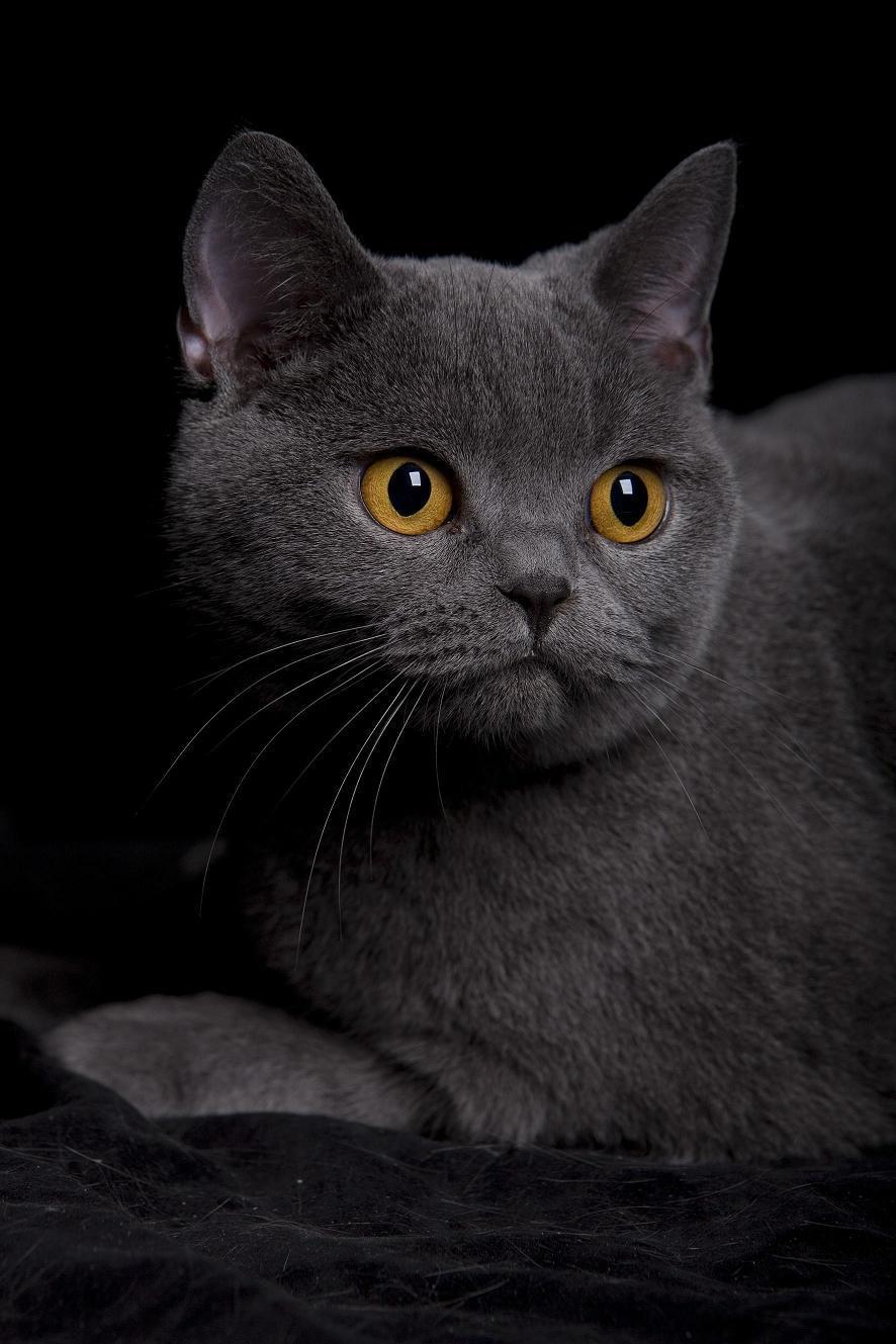A dark grey cat with orange eyes
