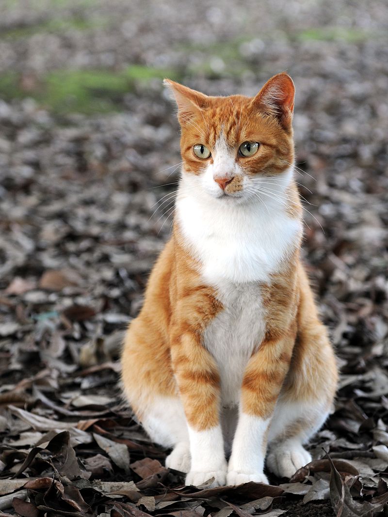 a handsome orange cat
