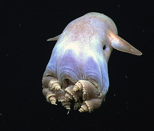 dumbo octopus