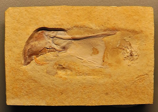 fossil