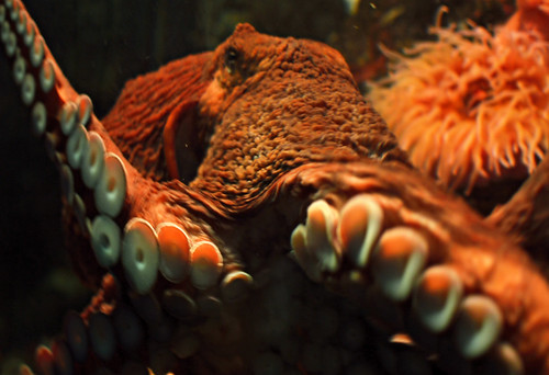 orange octopus