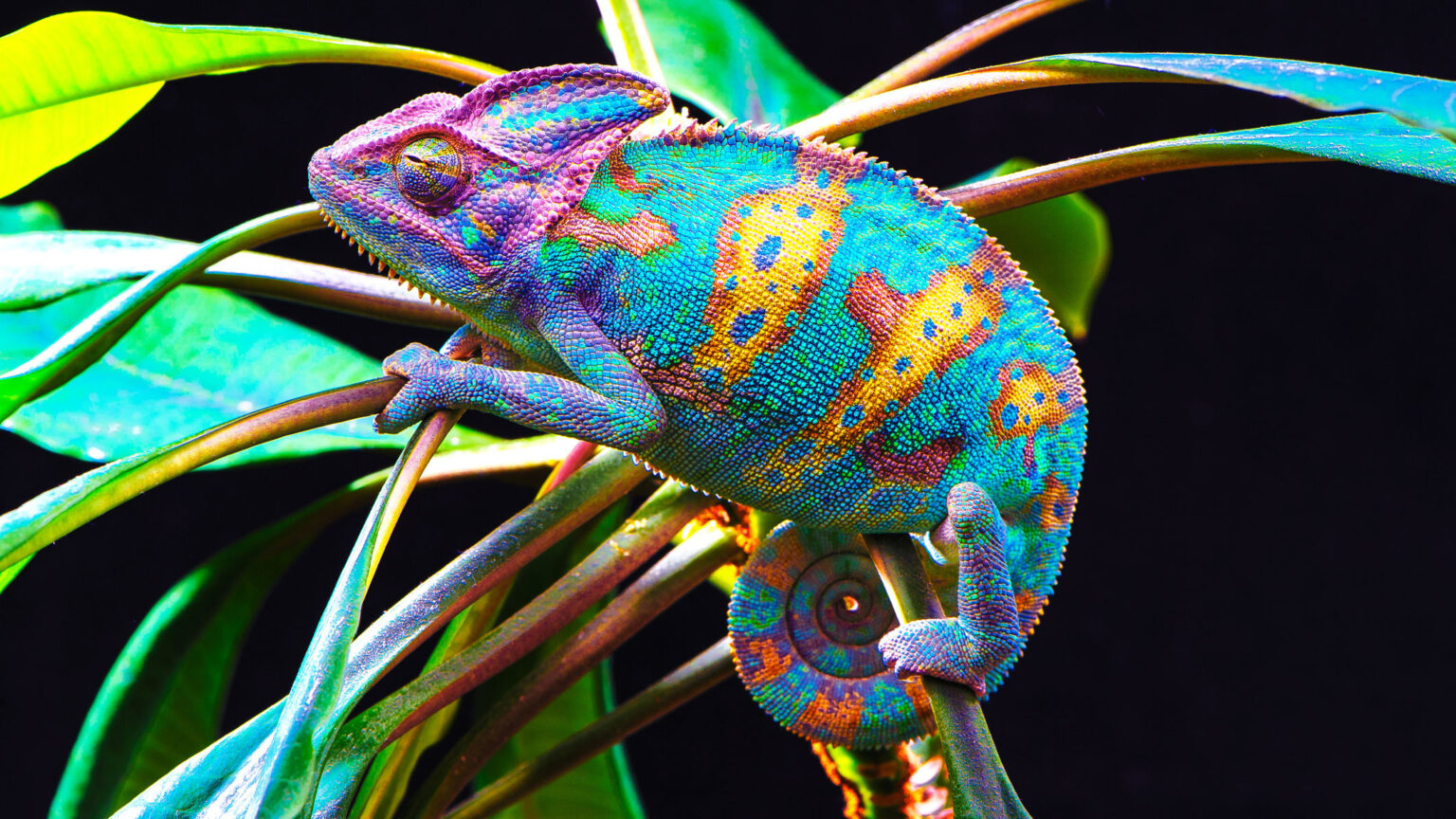 brightbluechameleon