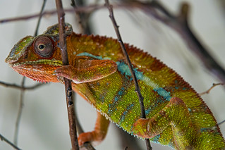 chameleoninthetree