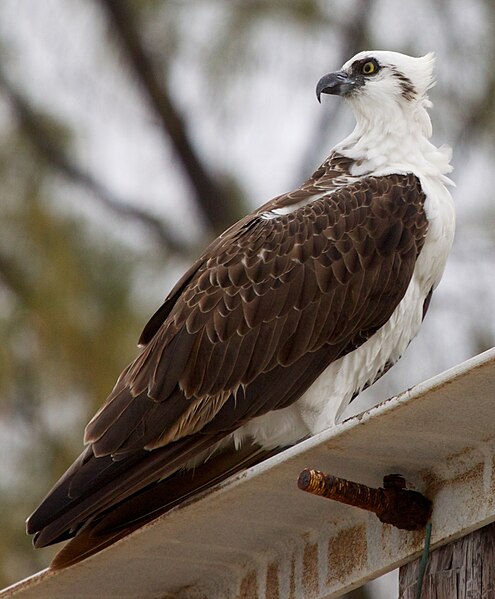 Osprey Habitat