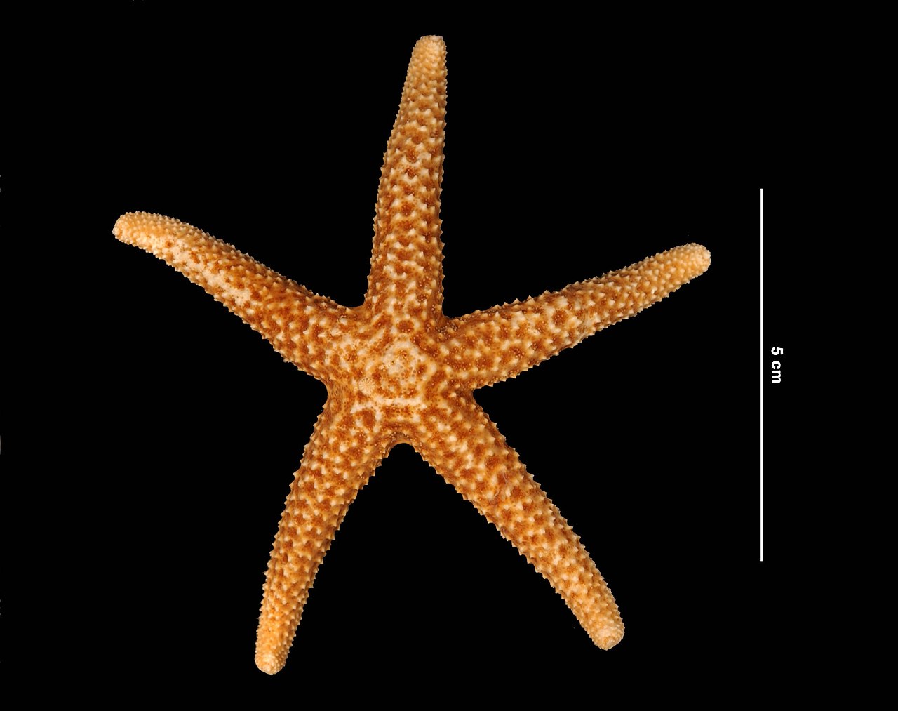 Star Fish