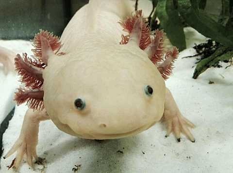 An axolotl image