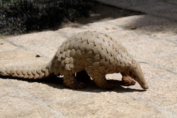 Picture of a pangolin walking across a stone tile floor.
