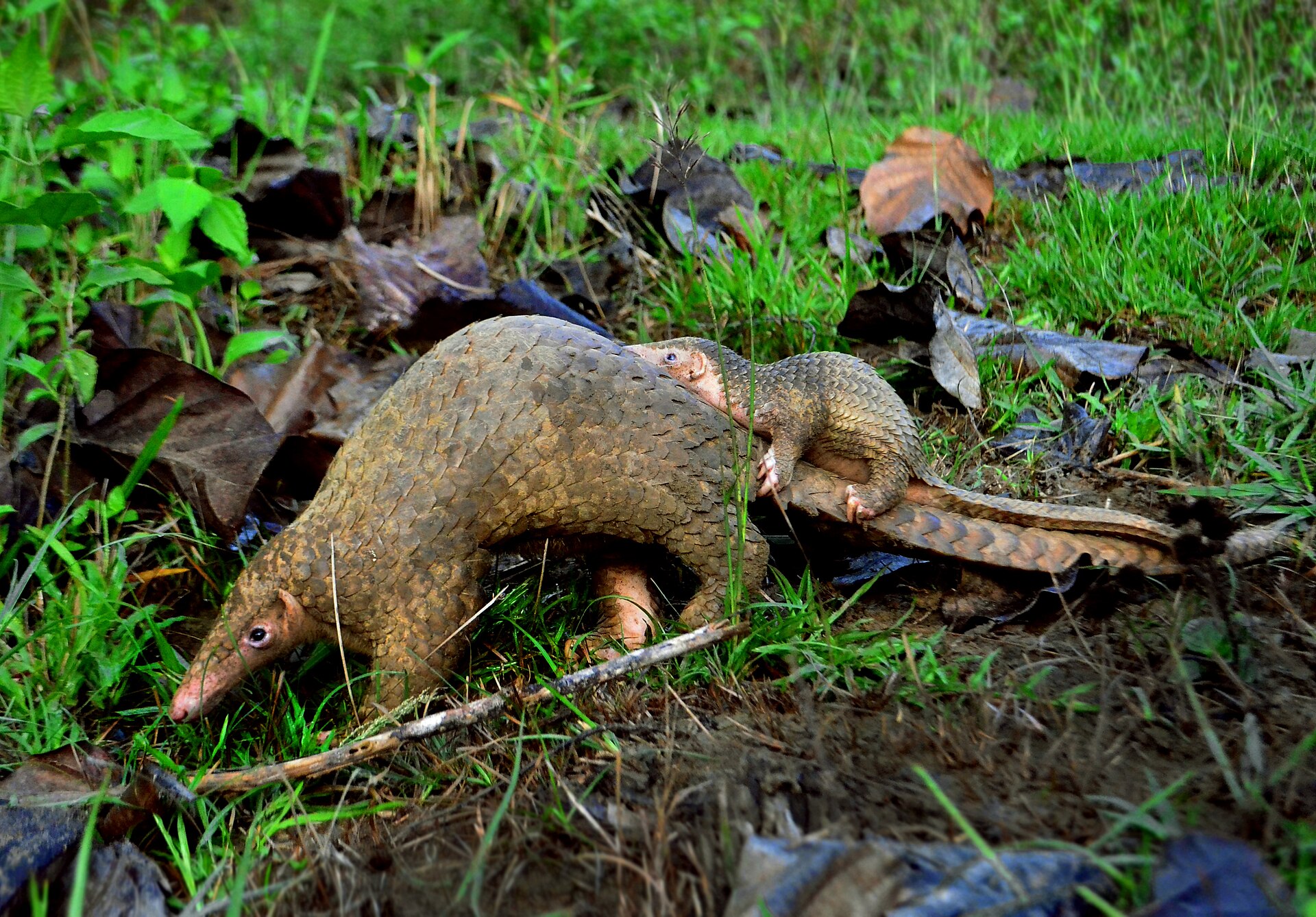 picture of a pangolin walking on a grassy field with a baby riding on its tail.