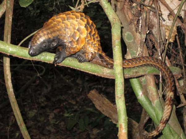 Picture of a pangolin climbing a tree branch. It has a particularly long tail.