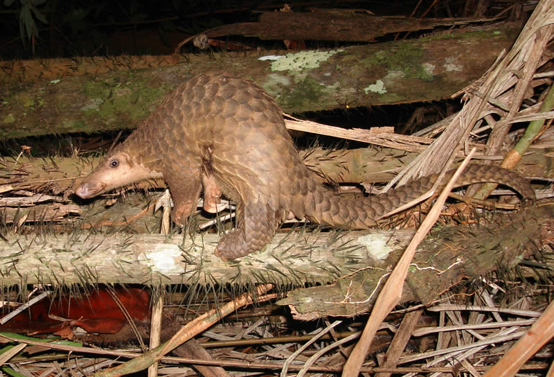 picture of a pangolin standing on a fallen tree branch with its back arched.
