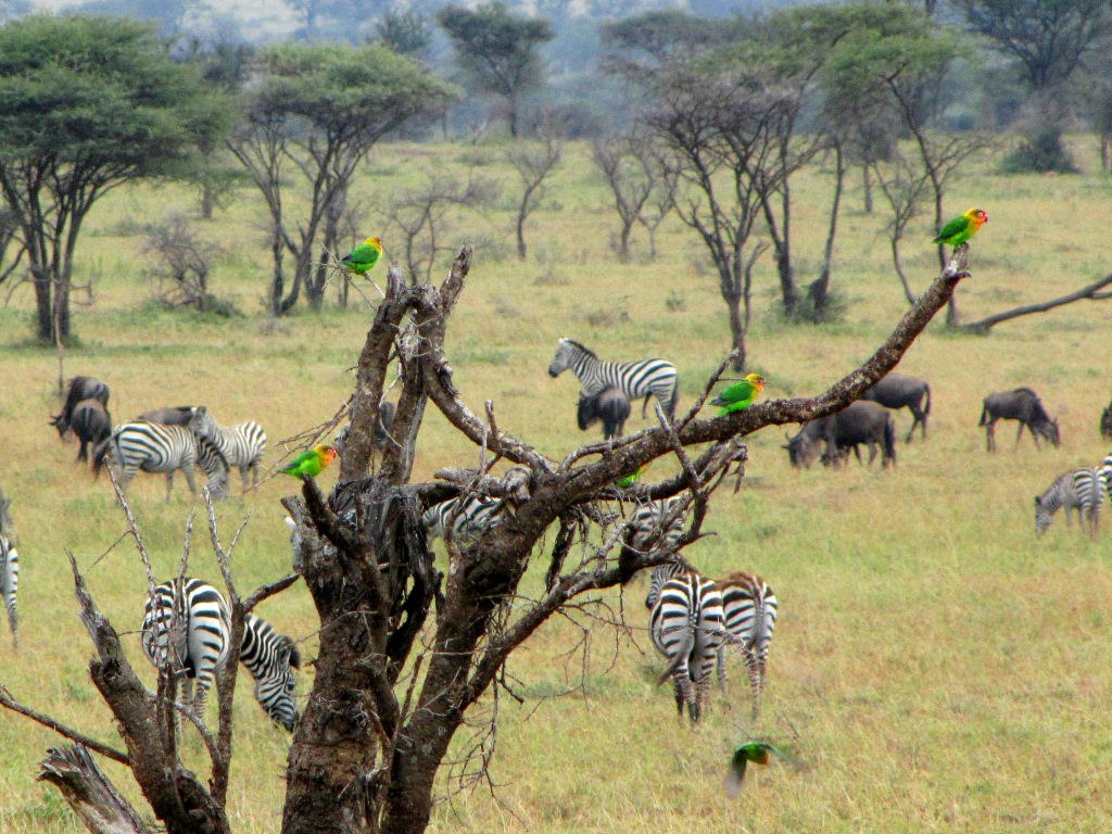 image of flock of lovebirds in tree in Serengeti, Tanzania