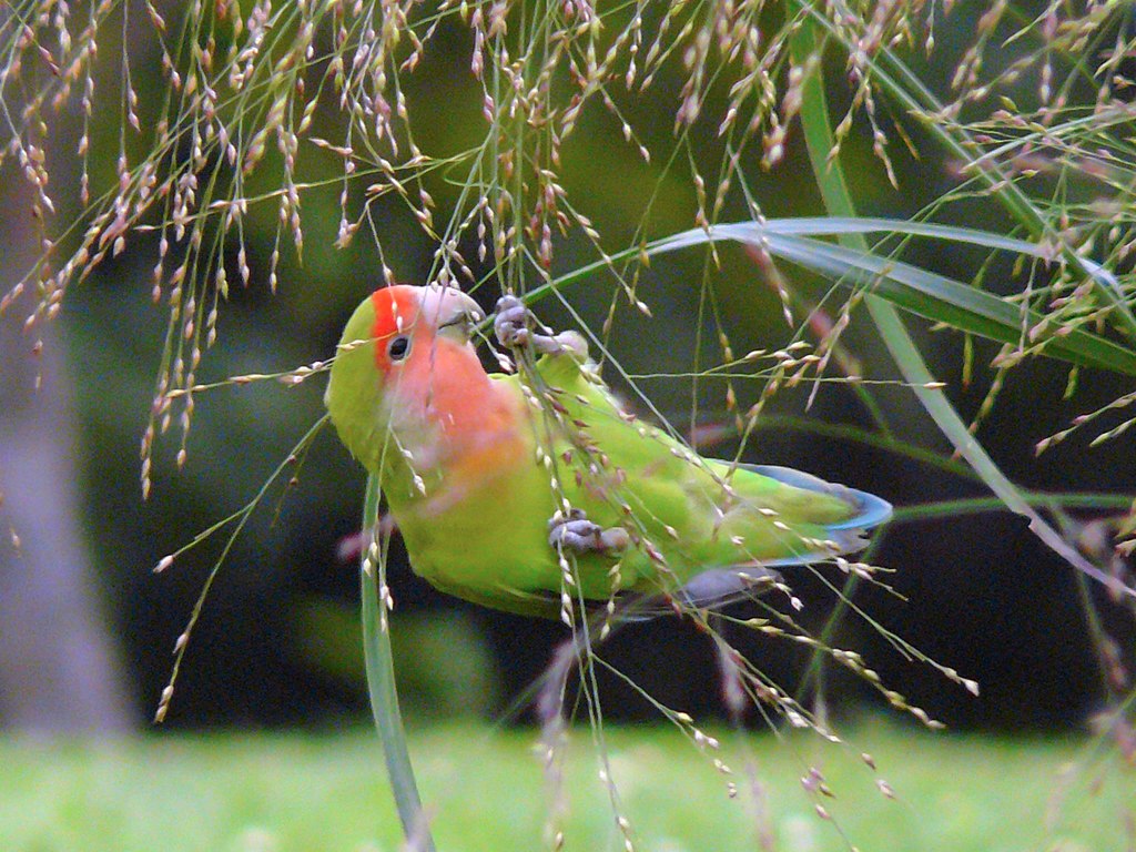 image of of peach faced lovebird feeding on seeds