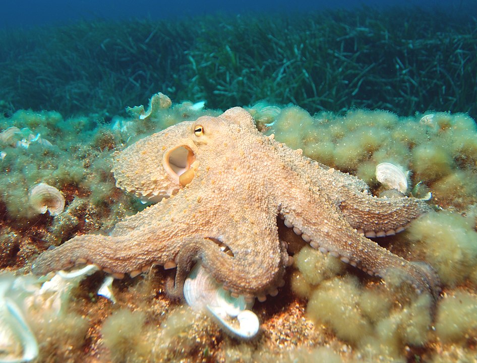 octupus in natural environment