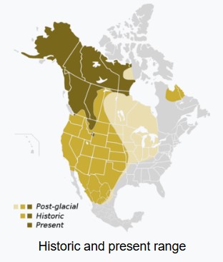 Map with grizzly bears' past and present ranges
