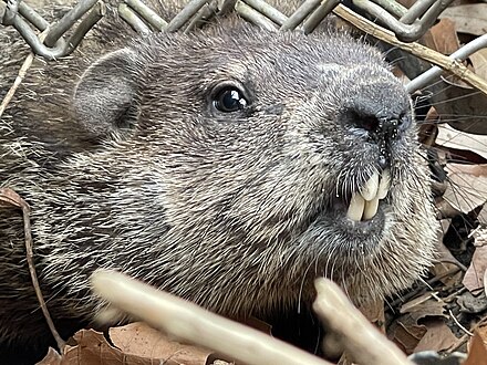 Groundhog displaying its incisors