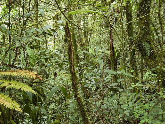 tropical montane forest example