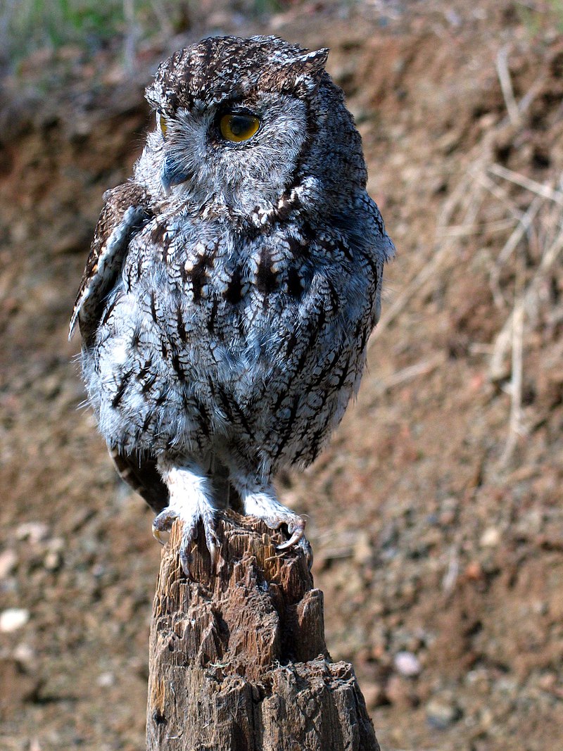 perched owl