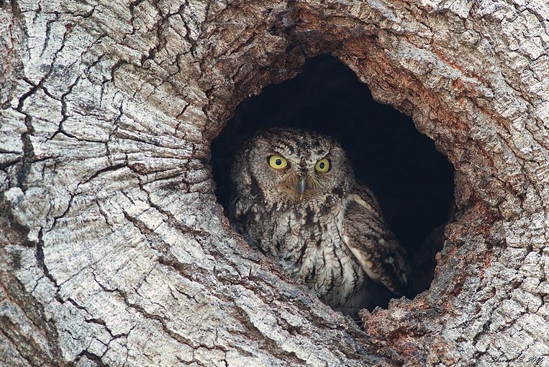 owl in nest hole