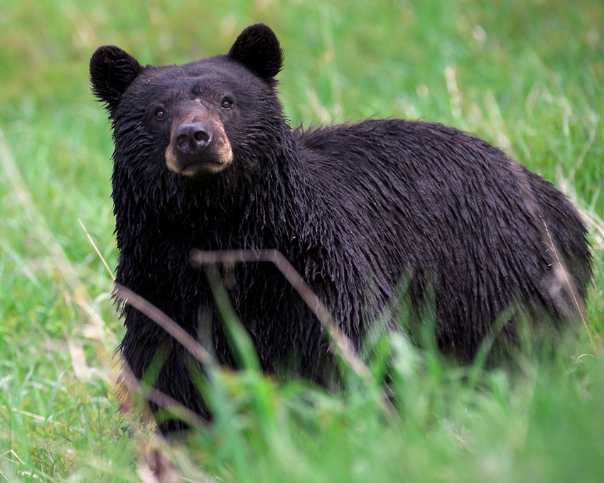 American Black Bear