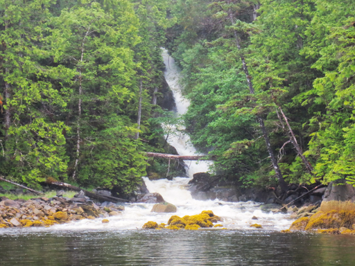 A forest in British Columbia
