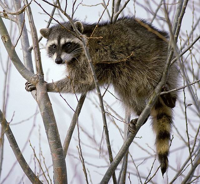 photo of raccoon in tree