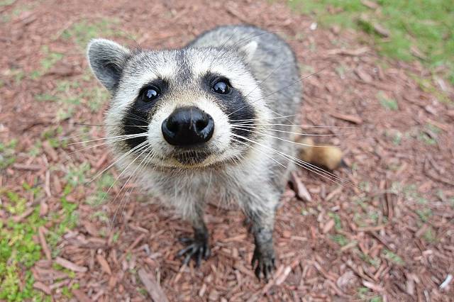 photo of a raccoon looking at the camera