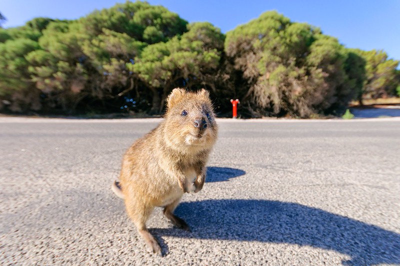 Quokka On Pavement