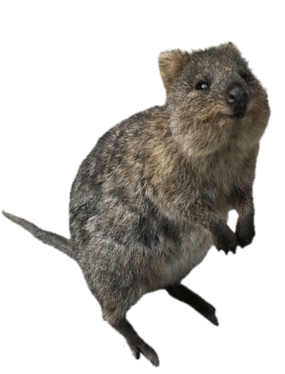 Quokka Transparent