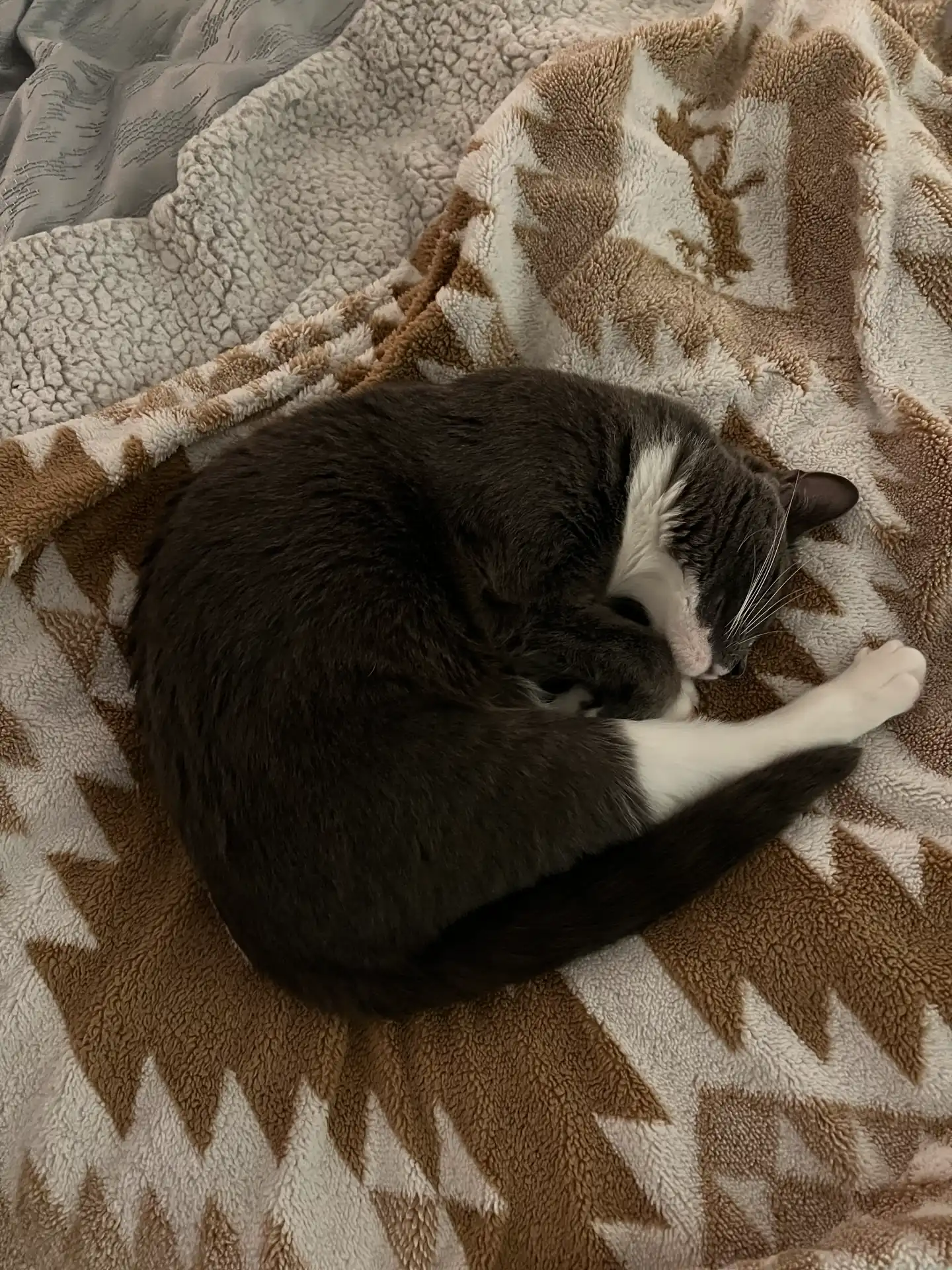 My Cat Rolled Up Like A Shrimp