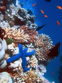 coral reef