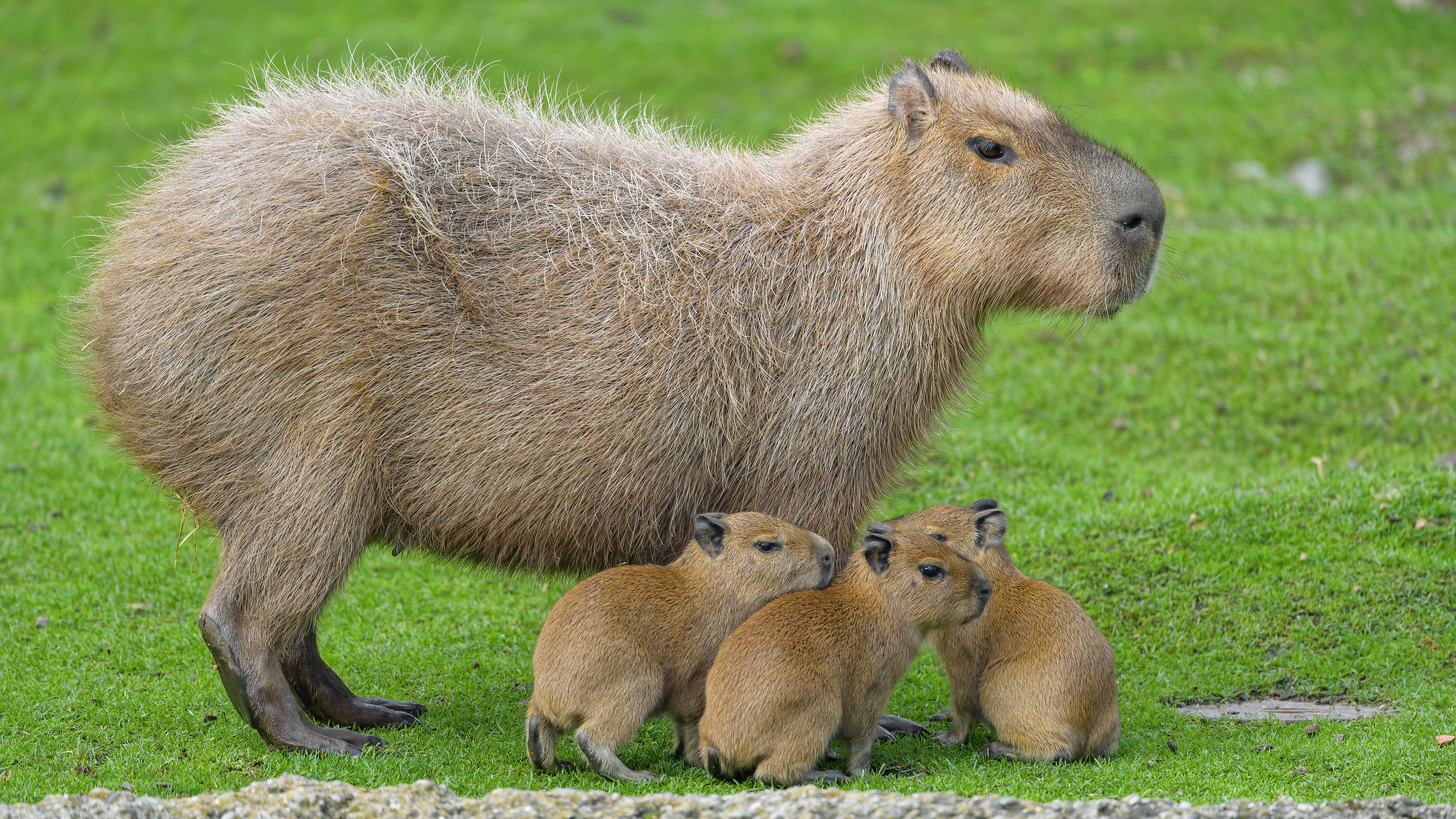 Capybara and her babies