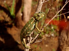 camochameleon