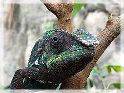 Cleveland chameleon