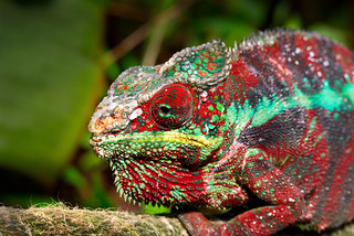 red chameleon