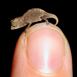 tinychameleononfingertip