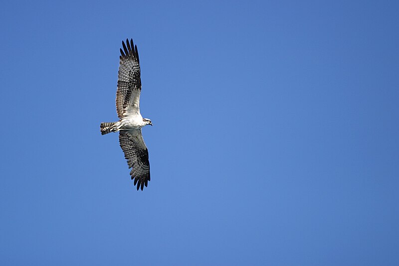 Osprey in flight