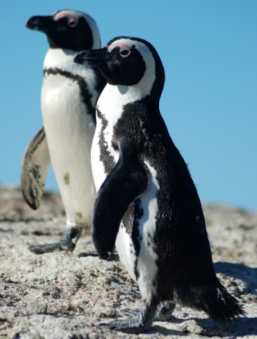 Two young penguins