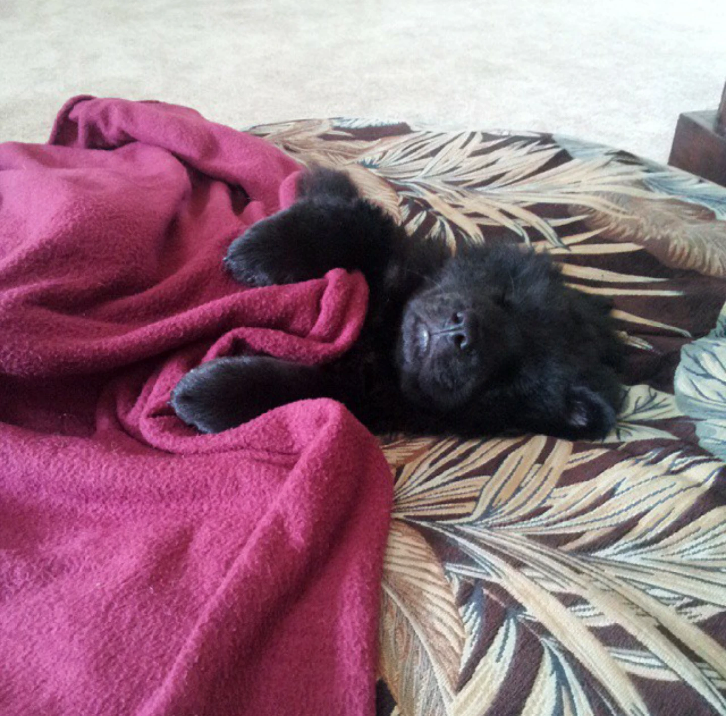 black chow chow pup napping