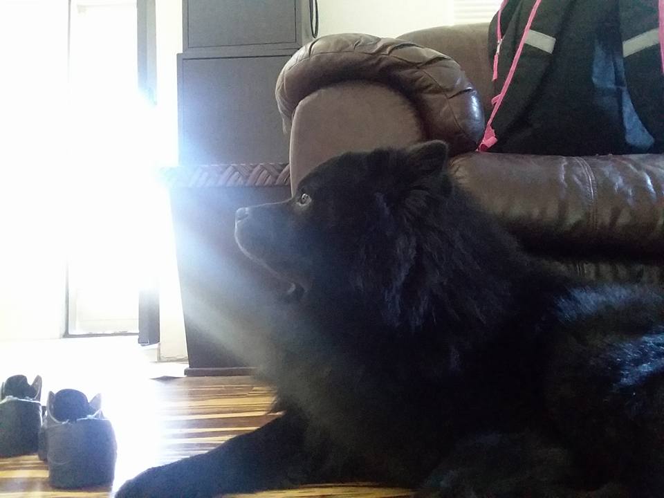 Black chow chow basking in the sun